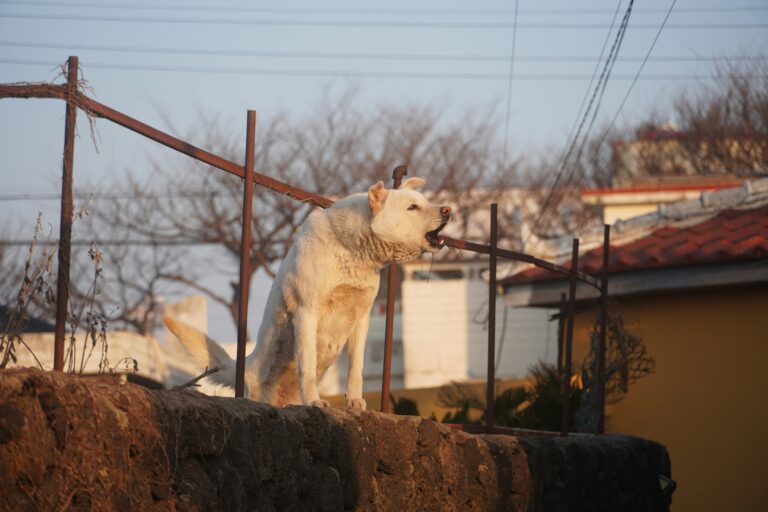 Síntomas de ansiedad por separación en perros como el ladrido constante