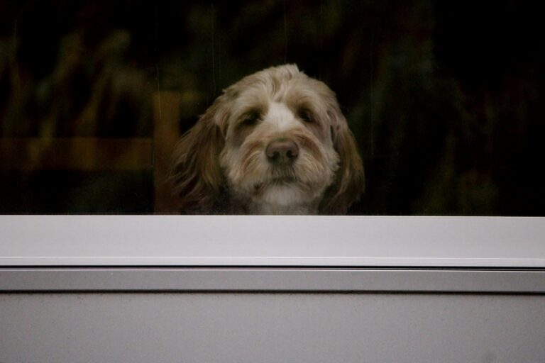 Perro con ansiedad por separación esperando a su dueño en casa