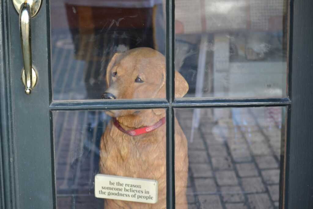 Errores al dejar a tu perro solo en casa sin preparación adecuada