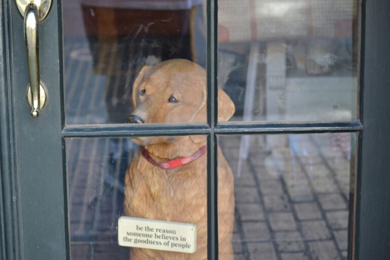 Errores al dejar a tu perro solo en casa sin preparación adecuada