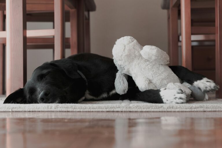 Juguetes de apego para perros con ansiedad por separación