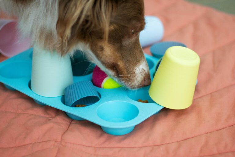 Juguetes interactivos para perros con ansiedad por separación