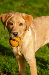 Preparar la rutina para perros antes de quedarse solos
