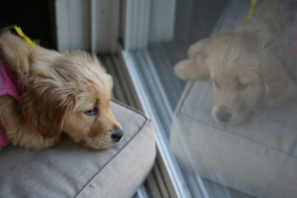 Por qué mi perro llora cuando me voy de casa