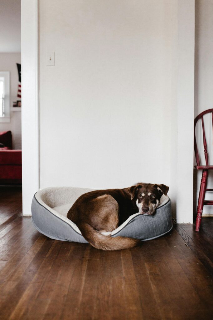 Rutina para perros que se quedan solos en casa sin ansiedad
