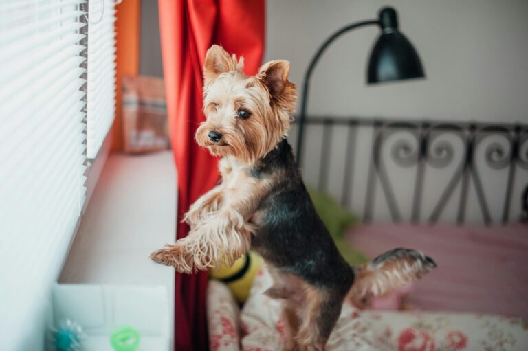 Entrenamiento de perro para quedarse solo de forma progresiva