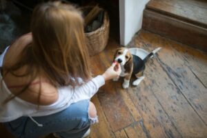 Dueño tranquilizando a su perro antes de salir para reforzar calma y confianza