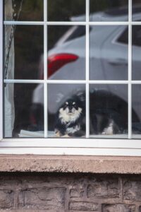 Perro con ansiedad por separación mirando por la ventana cuando su dueño se va de casa