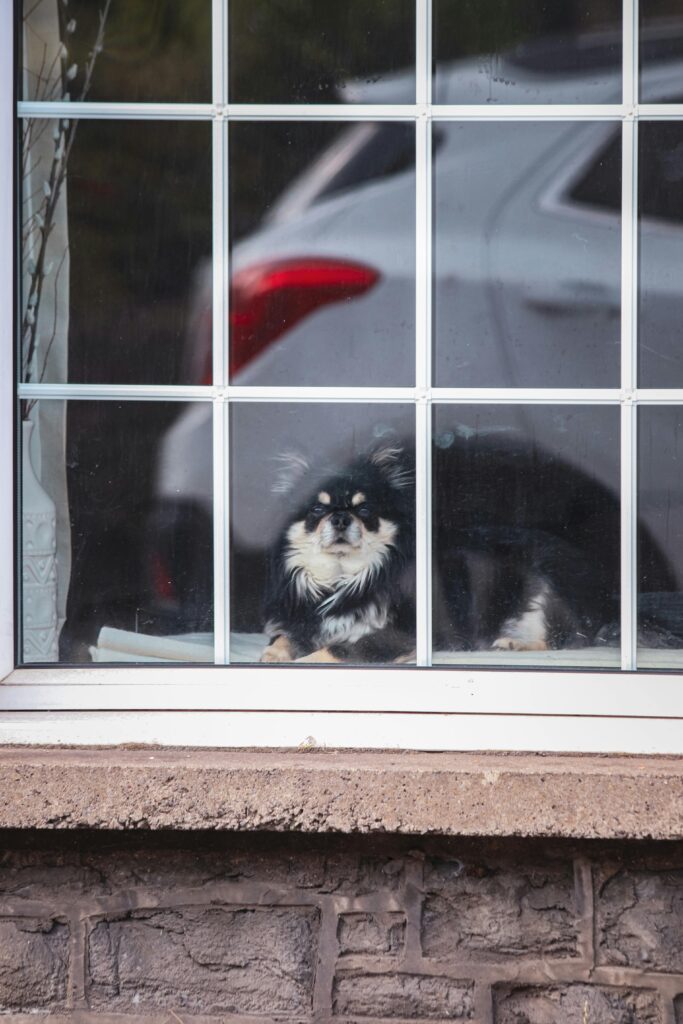 Perro con ansiedad por separación mirando por la ventana cuando su dueño se va de casa