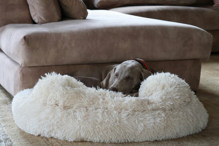 Perro relajado aprendiendo a quedarse solo en casa sin ansiedad