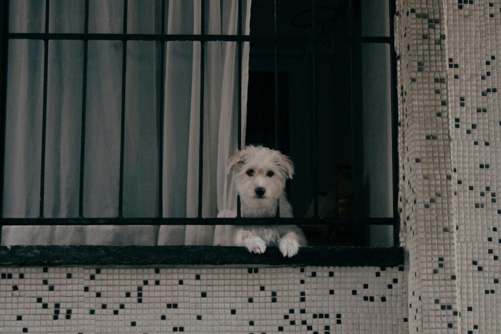 Perro con ansiedad por separación mirando por la ventana cuando su dueño se va de casa