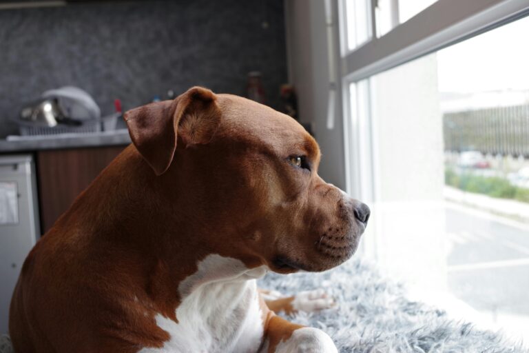 Perro tranquilo en casa luego de aprender a quedarse solo