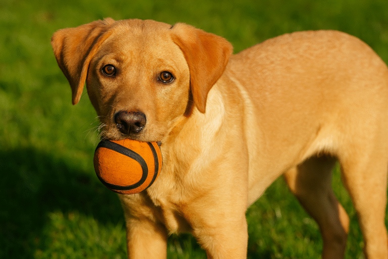 rutina-perro-solo-dia-completo