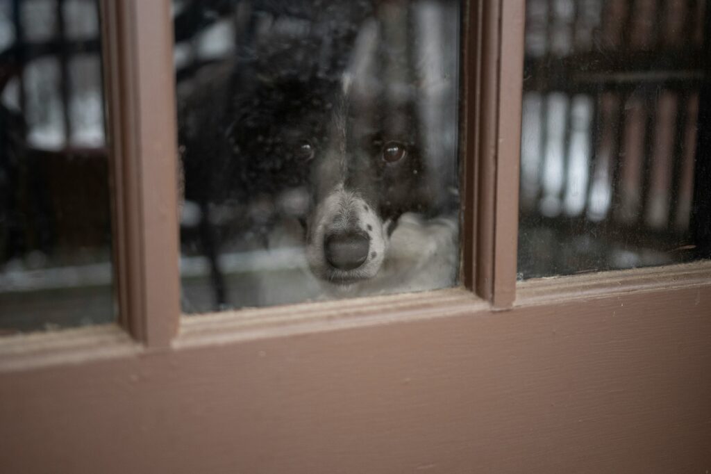 Cuánto tiempo puede quedarse solo un perro en casa según su edad y rutina