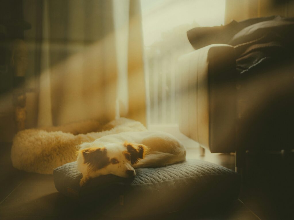 Zona segura para tu perro cuando se queda solo en casa