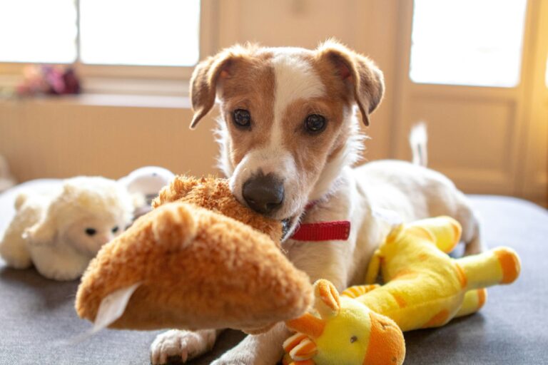 crear un ambiente relajante para el perro solo en casa