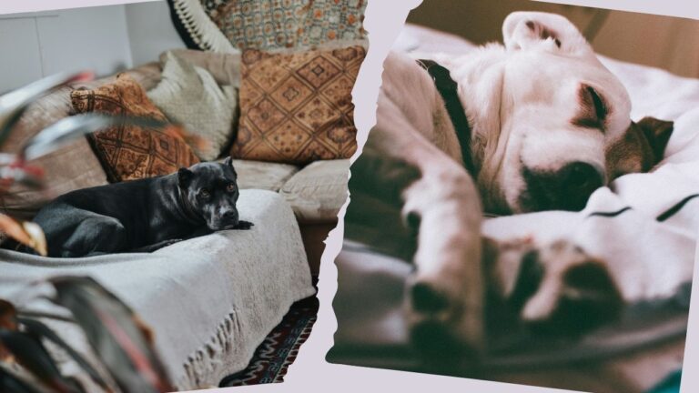 diferencia entre descanso real y quietud por resignación en perros