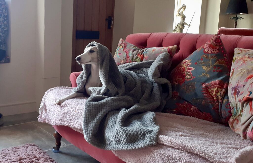 seguridad emocional de tu perro cuando se queda solo