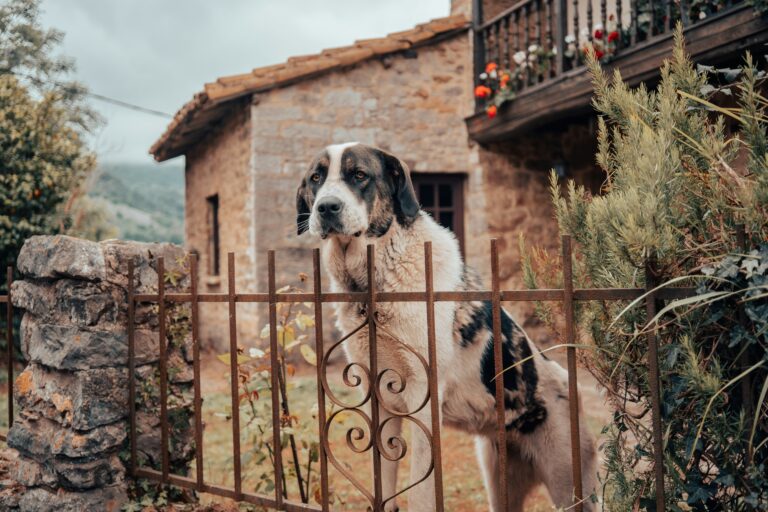 señales de que tu perro anticipa con ansiedad la salida