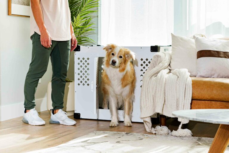 técnicas para desactivar la anticipación en perros