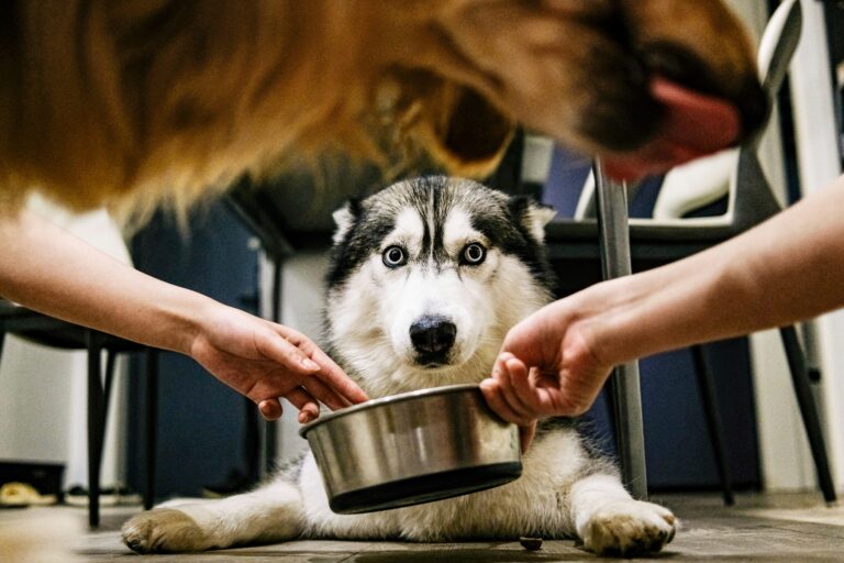 cómo tratar el hiperapego en perros