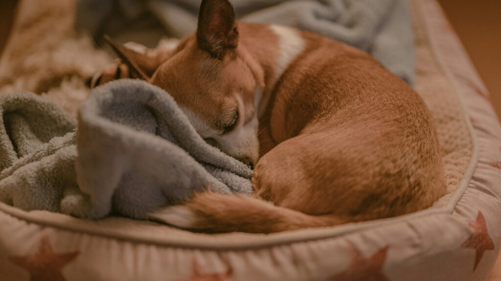 zona de descanso segura para perros que se quedan solos